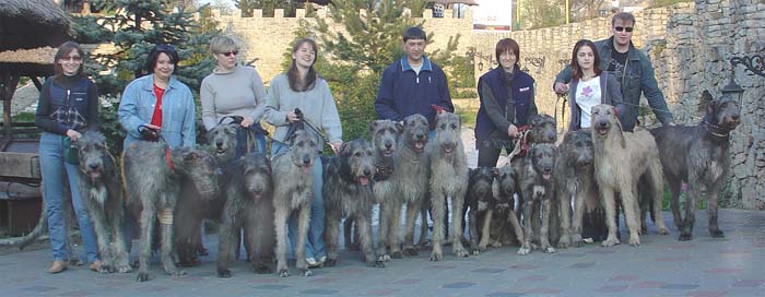 are irish wolfhound aggressive